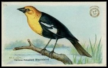 23 Yellow-headed Blackbird